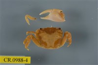 藏品(平背蜞)的圖片